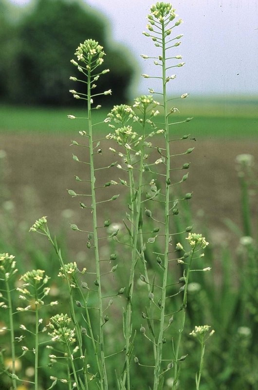 Рыжик Лесной (Camelina Sylvestris Wallr.)