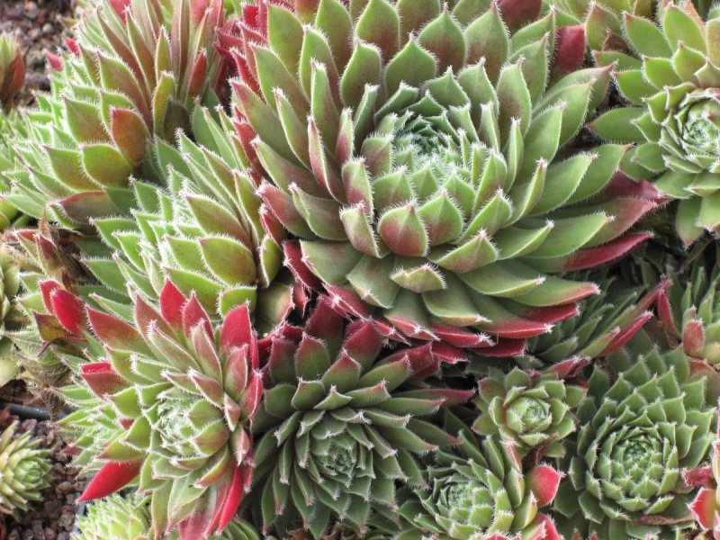 Молодило (Sempervivum)
