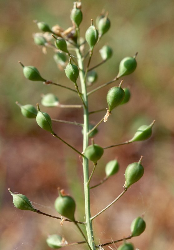 Рыжика посевного (Camelina Sativa),