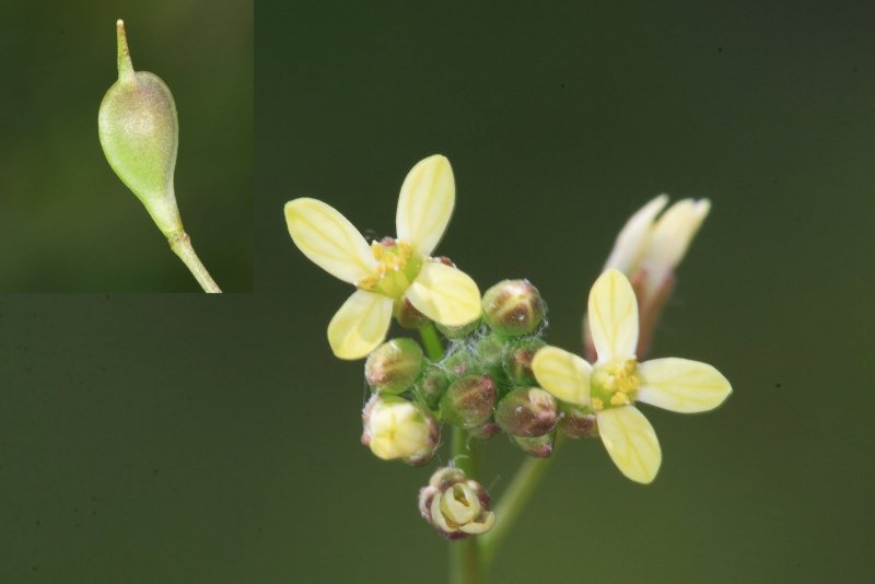 Рыжик льновый Camelina linicola Seeds