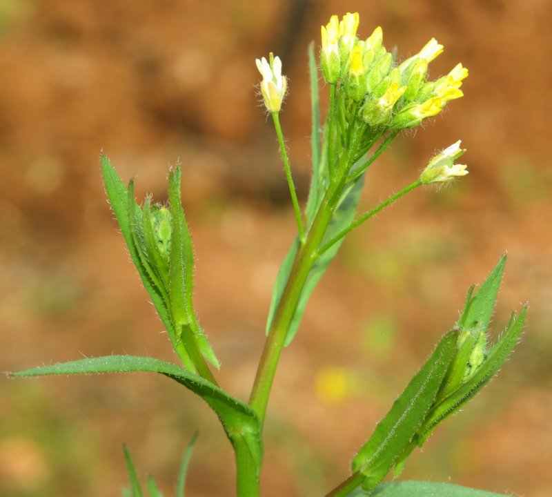 Рыжика посевного (Camelina Sativa),
