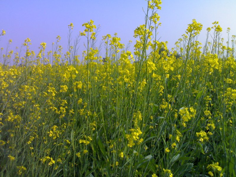 Горчица сарептская (Brassica juncea l.)