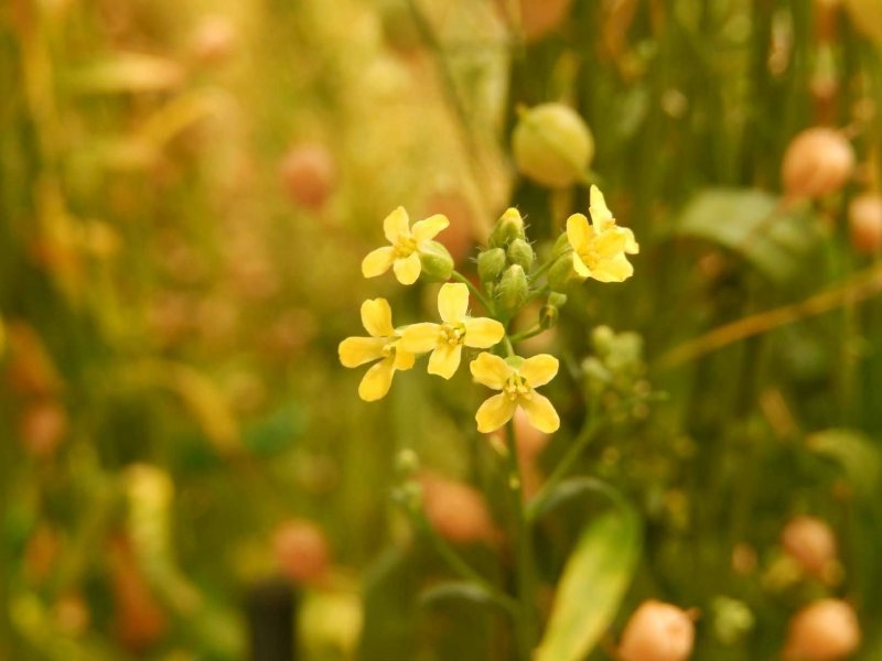 Camelina Sativa