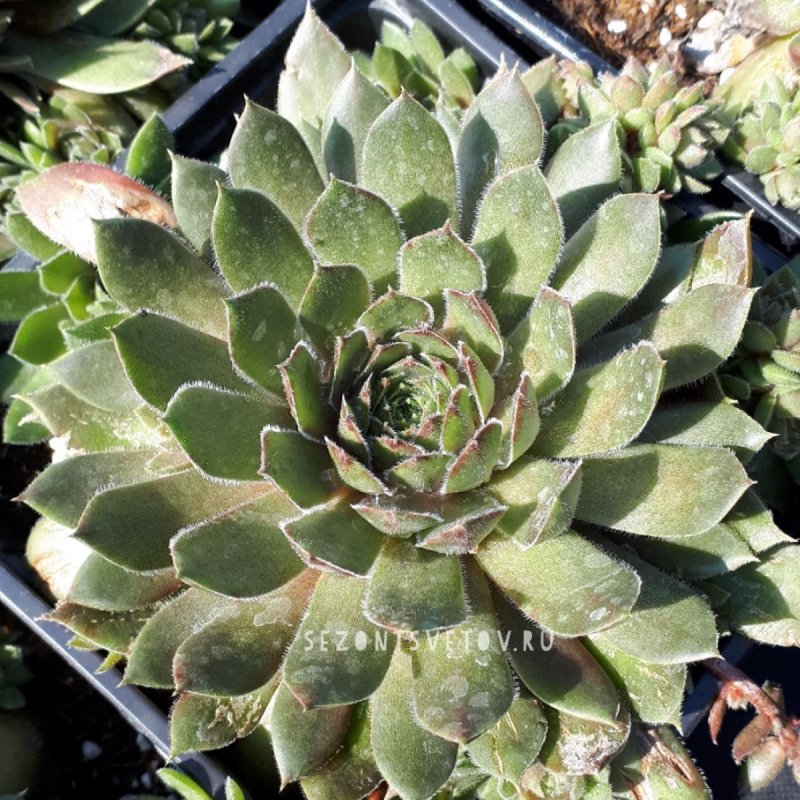 Молодило (Sempervivum)