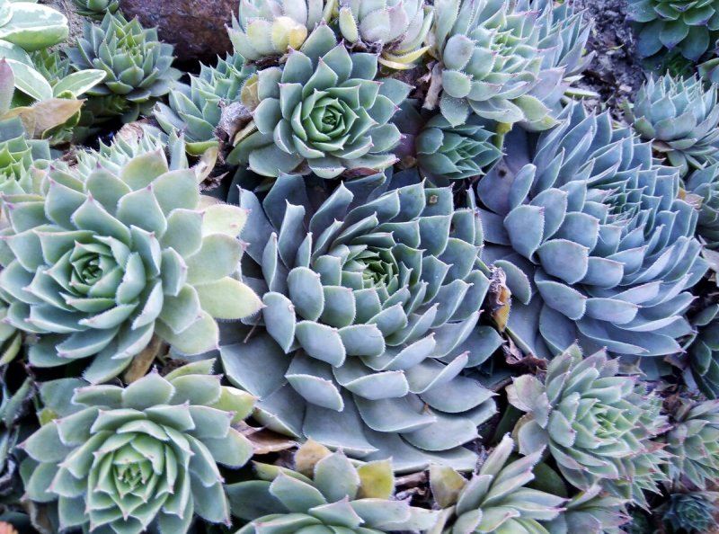 Sempervivum tectorum