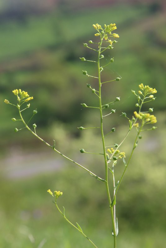 Цветок Camelina