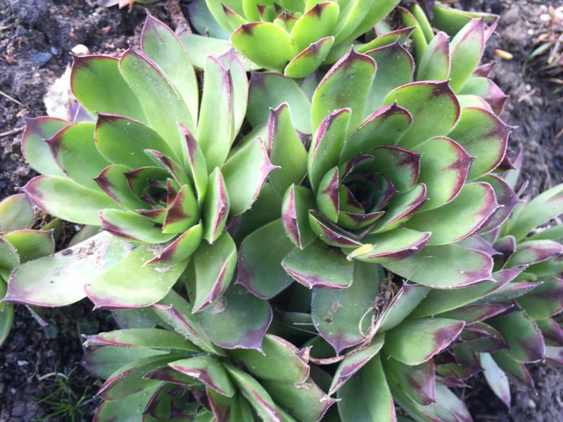 Молодило, «каменная роза» (Sempervivum)
