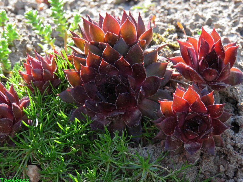Молодило кровельное (Sempervivum tectorum)