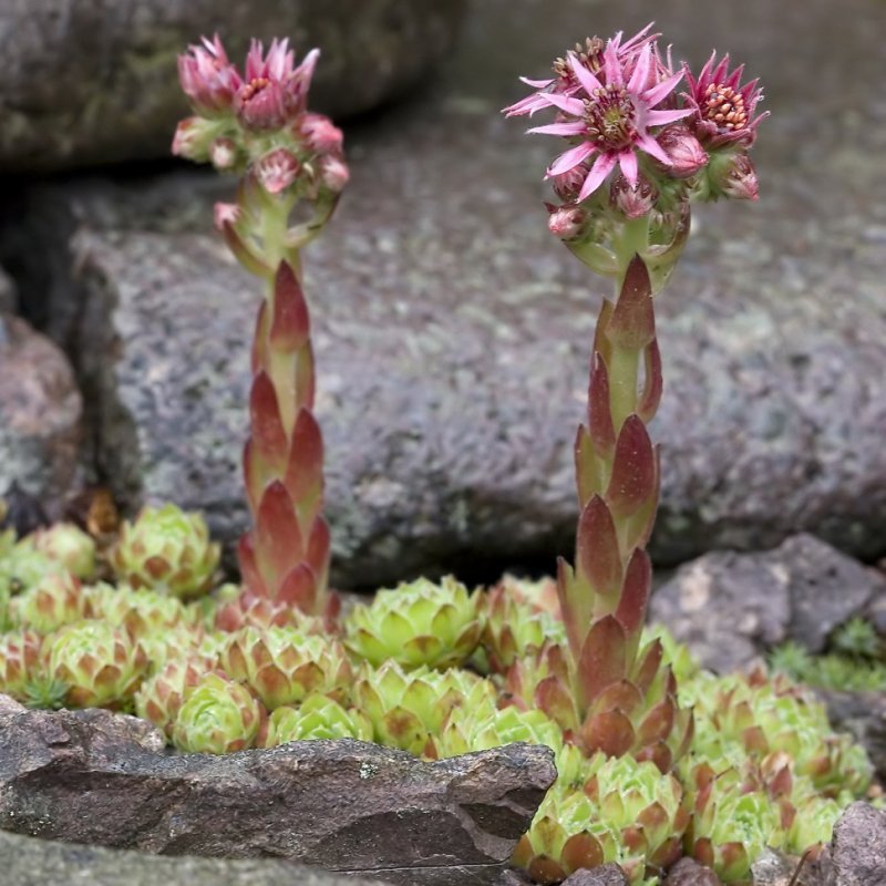 Молодилом tectorum