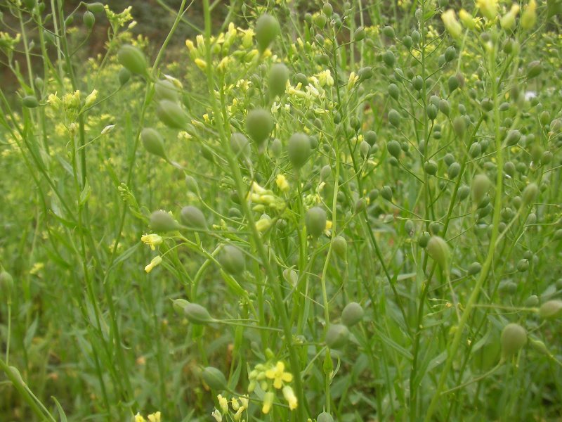 Рыжика посевного (Camelina Sativa),