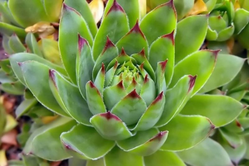 Молодило (Sempervivum)
