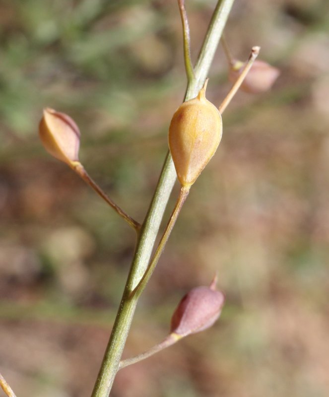 Camelina Sativa