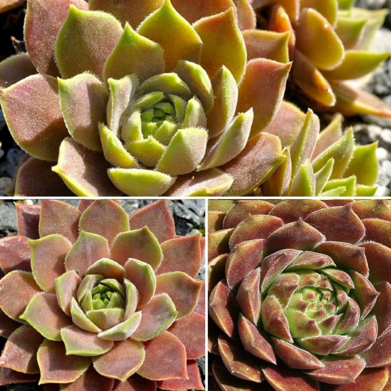 Молодило паутинистое Sempervivum arachnoideum