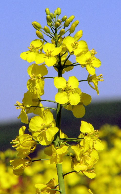 Рапс (Brassica napus var. Oleifera)