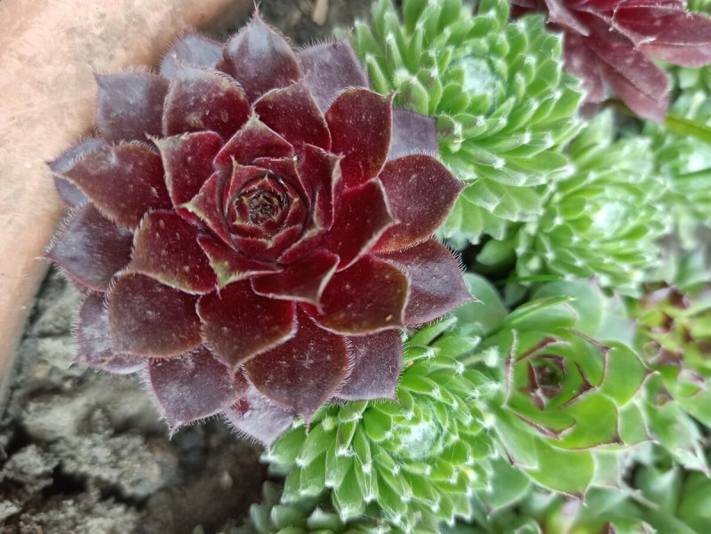 Альпийская живучка Sempervivum