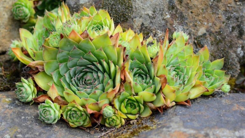 Молодило (Sempervivum)