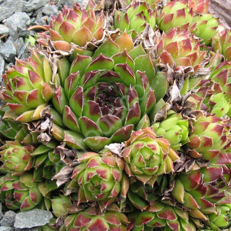 Молодило кровельное (Sempervivum tectorum)