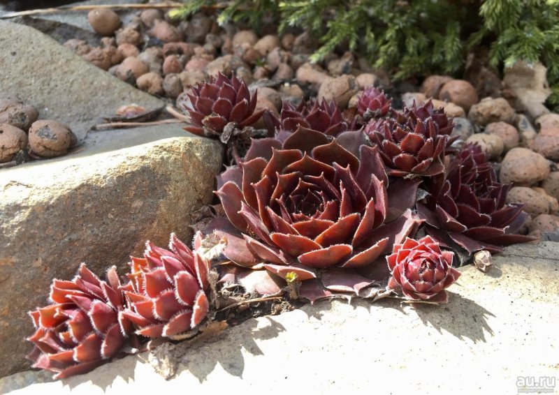 Молодило кровельное (Sempervivum tectorum)