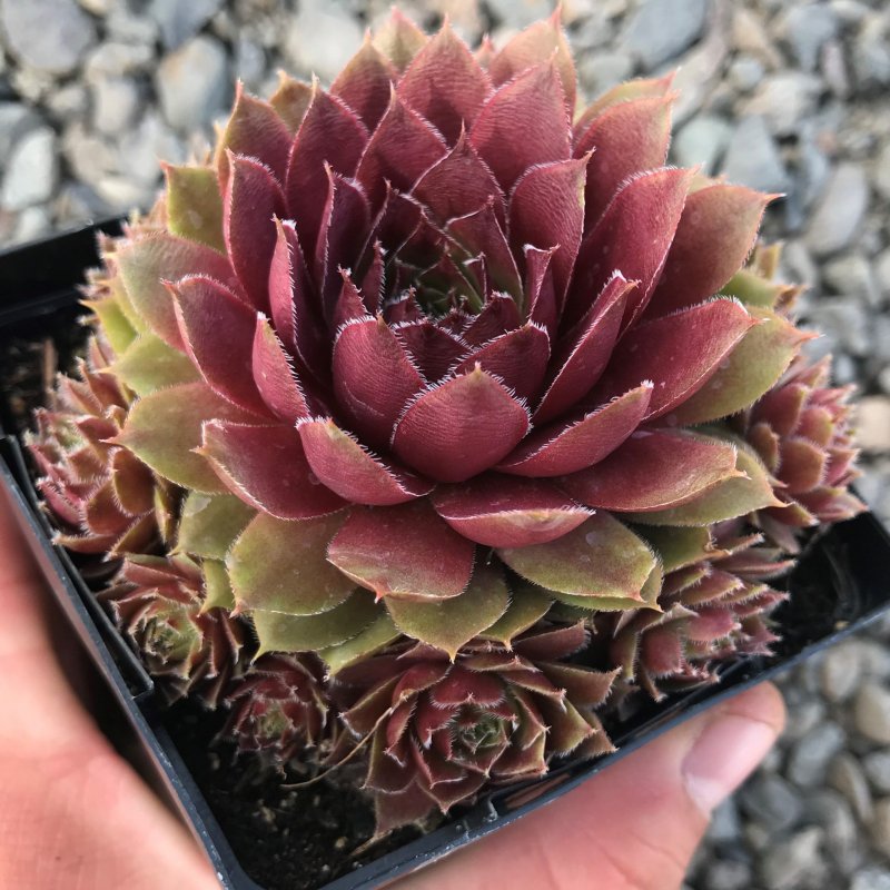 Молодило (Sempervivum)