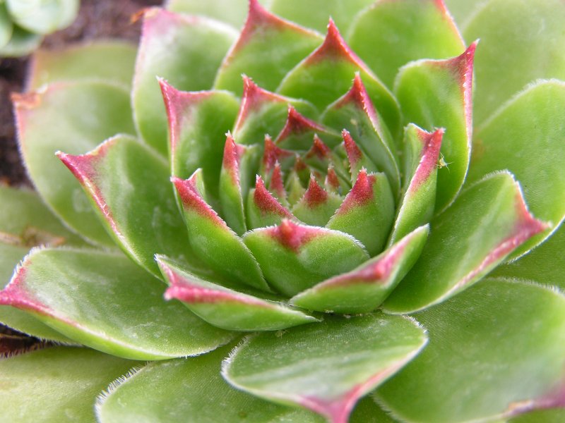 Молодило (Sempervivum) гибридный Рубин