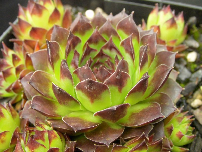 Sempervivum Rubin