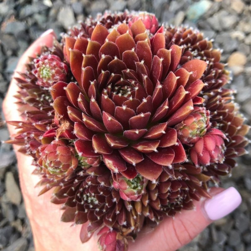 Молодило кровельное (Sempervivum tectorum)