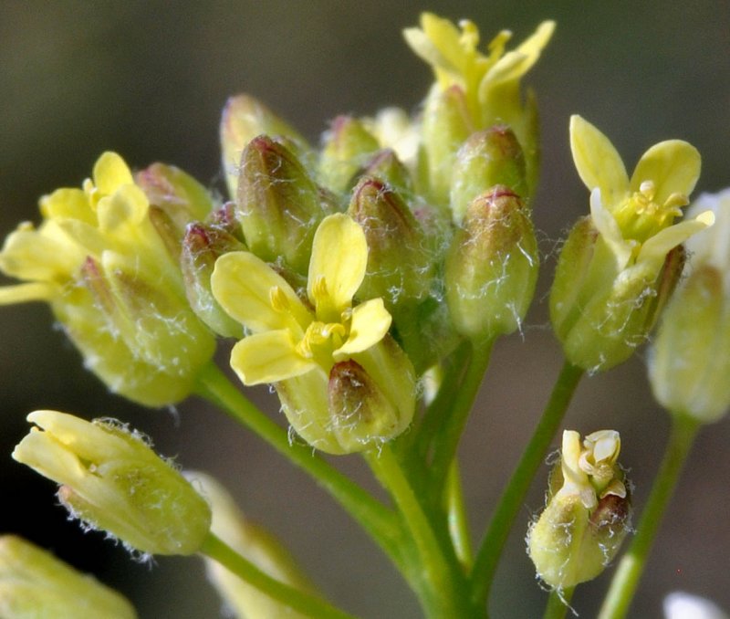 Рыжик Лесной (Camelina Sylvestris Wallr.)