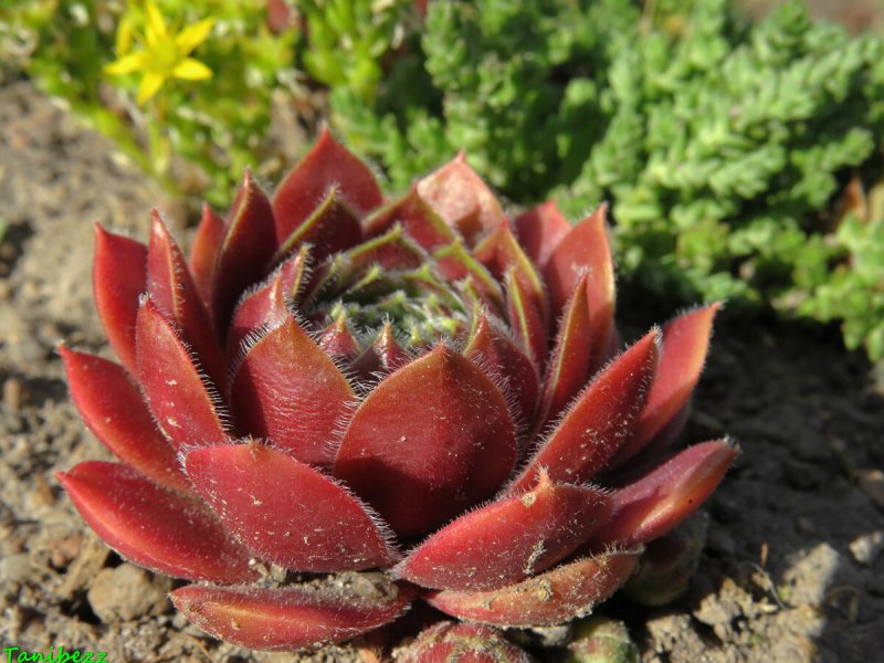 Молодило, «каменная роза» (Sempervivum)