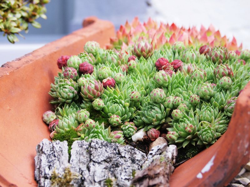 Модолдило Хейфеля (Sempervivum heuffelii)