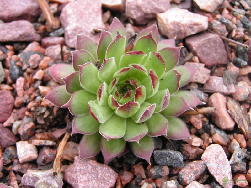 Молодило (Sempervivum)