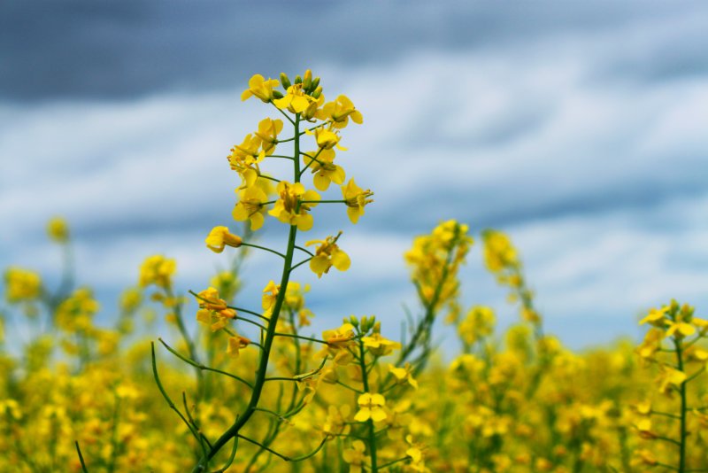 Рапс – Brassica napus.