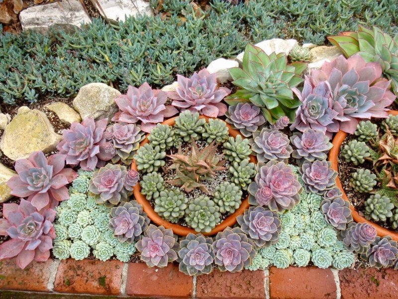 Молодило (Sempervivum)