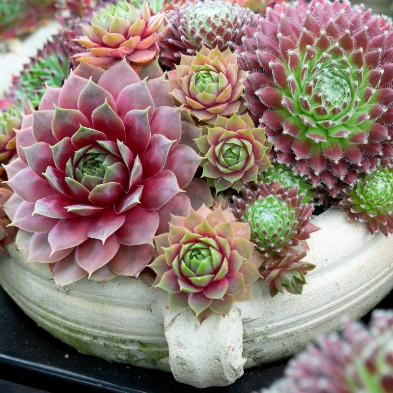 Молодило кровельное (Sempervivum tectorum)