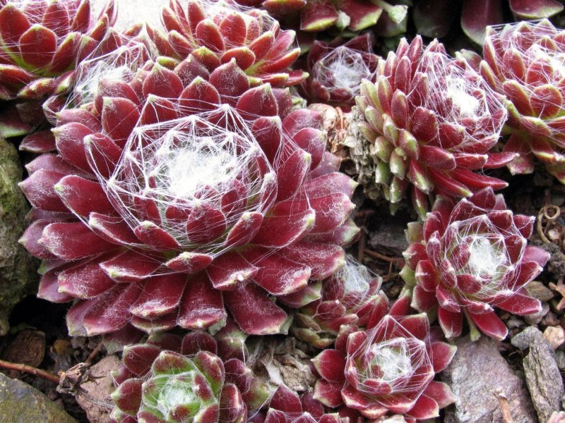 Молодило (Sempervivum)