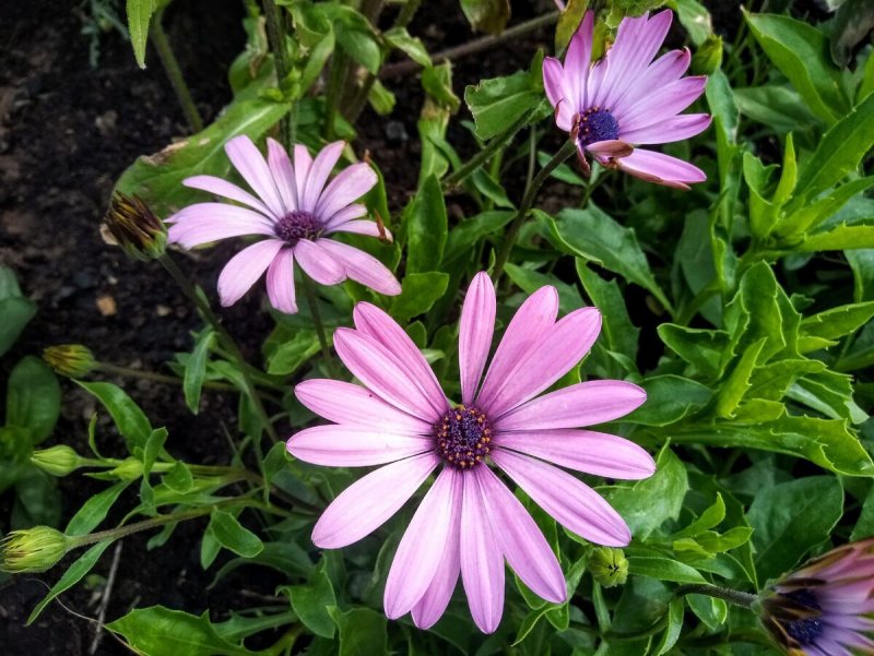 Dimorphotheca ecklonis