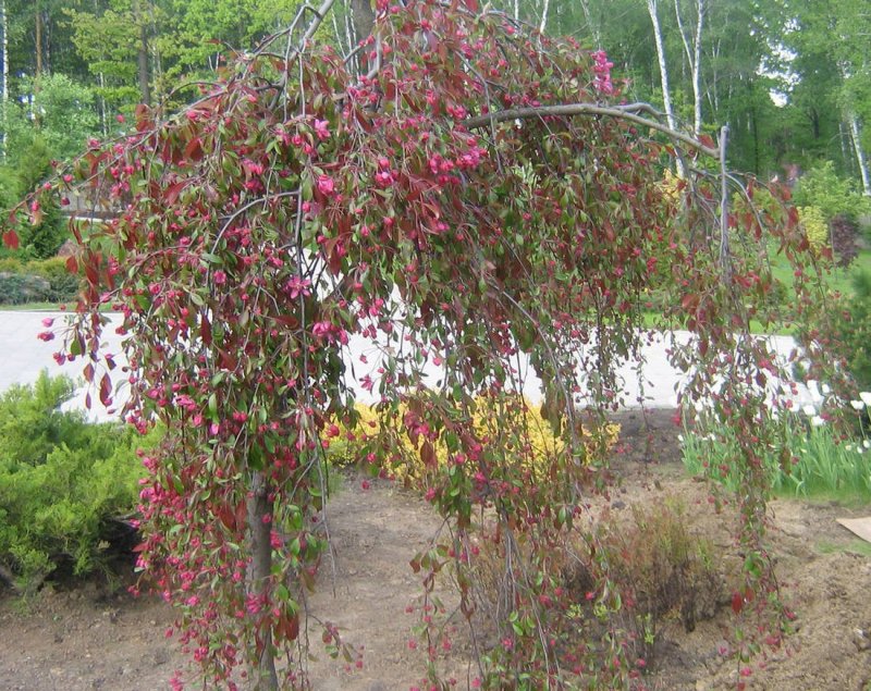 Malus Royal Beauty яблоня