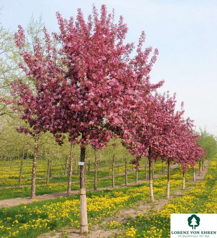 Яблоня Рудольф Malus Rudolph