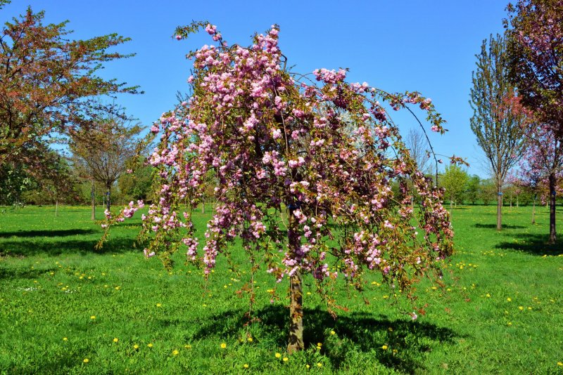 Яблоня плакучая Пендула