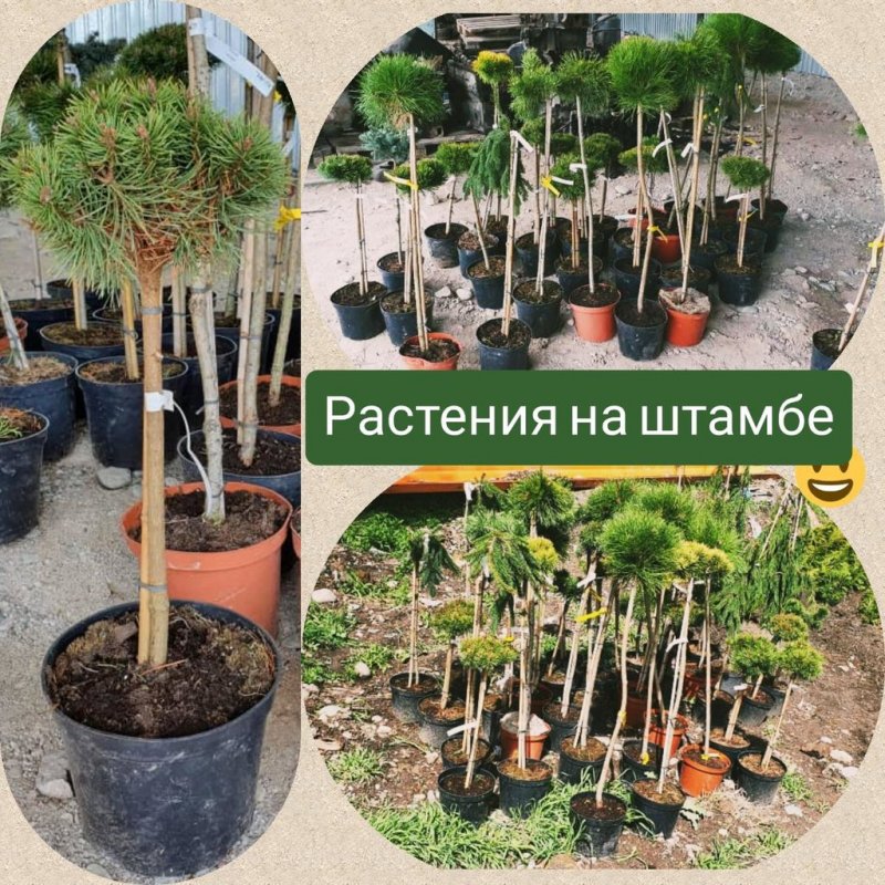 Штамб Буш