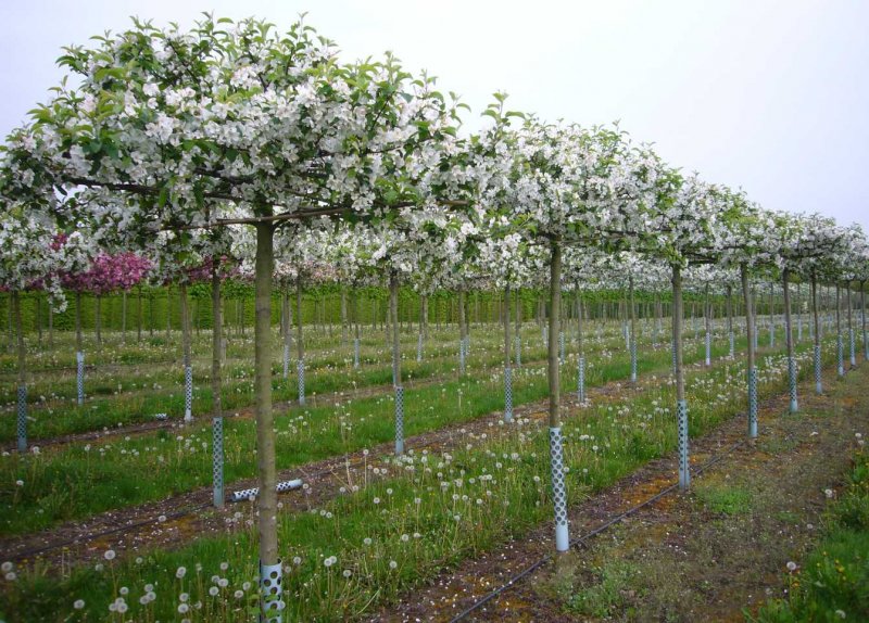 Malus Evereste яблоня
