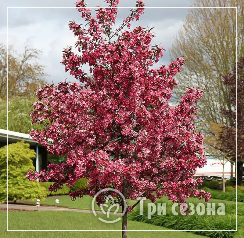 Яблоня "роялти" - Malus "Royalty"