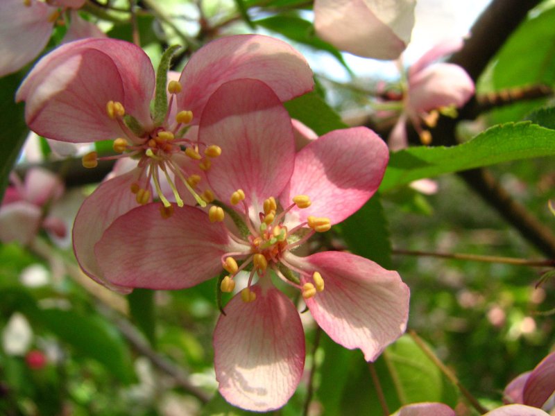 Яблоня Malus pumila