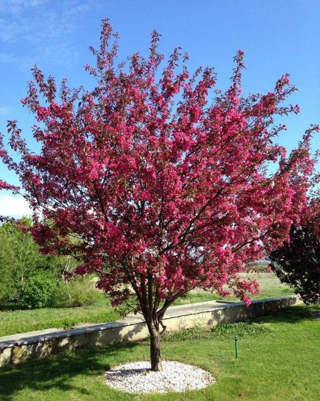 Prunus subhirtella 'pendula' (вишня)