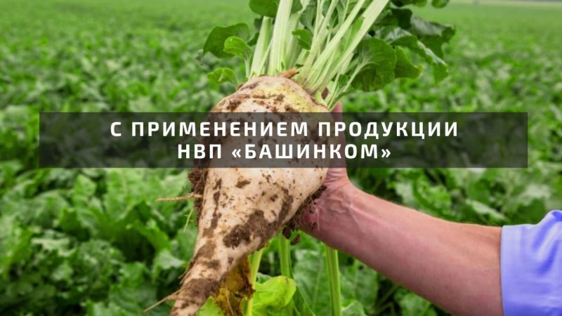 Проволочник сахарная свёкла пестициды
