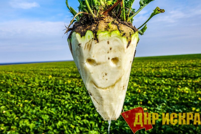 Сахарная свекла и сахар