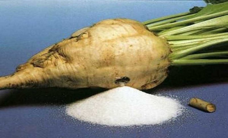 Сахарная свёкла ЦЧР