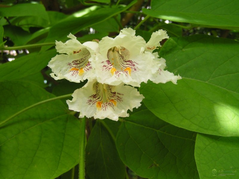 Катальпа бигнониевидная (Catalpa bignonioides)
