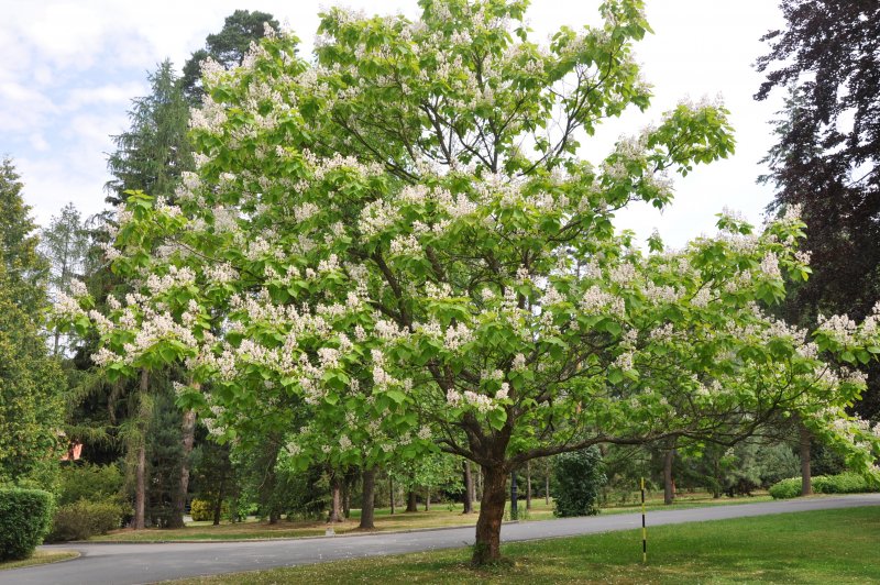 Катальпа бигнониевидная (Catalpa bignonioides)