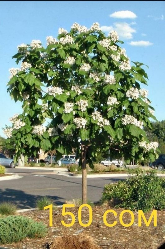 Catalpa bignonioides 'Bungei'