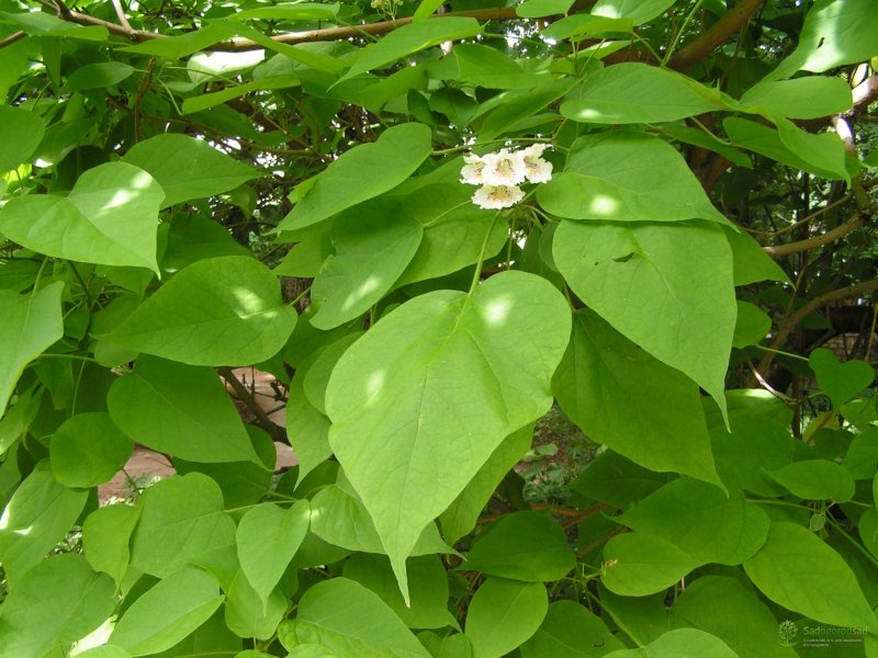 Катальпа бигнониевидная (Catalpa bignonioides)